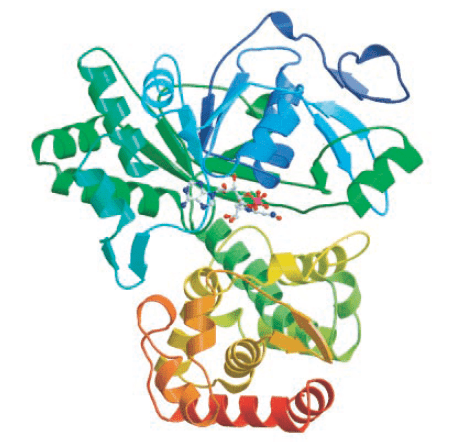 Enzyme Activity Measurement for Mannitol 2-Dehydrogenase Using Spectrophotometric Assays